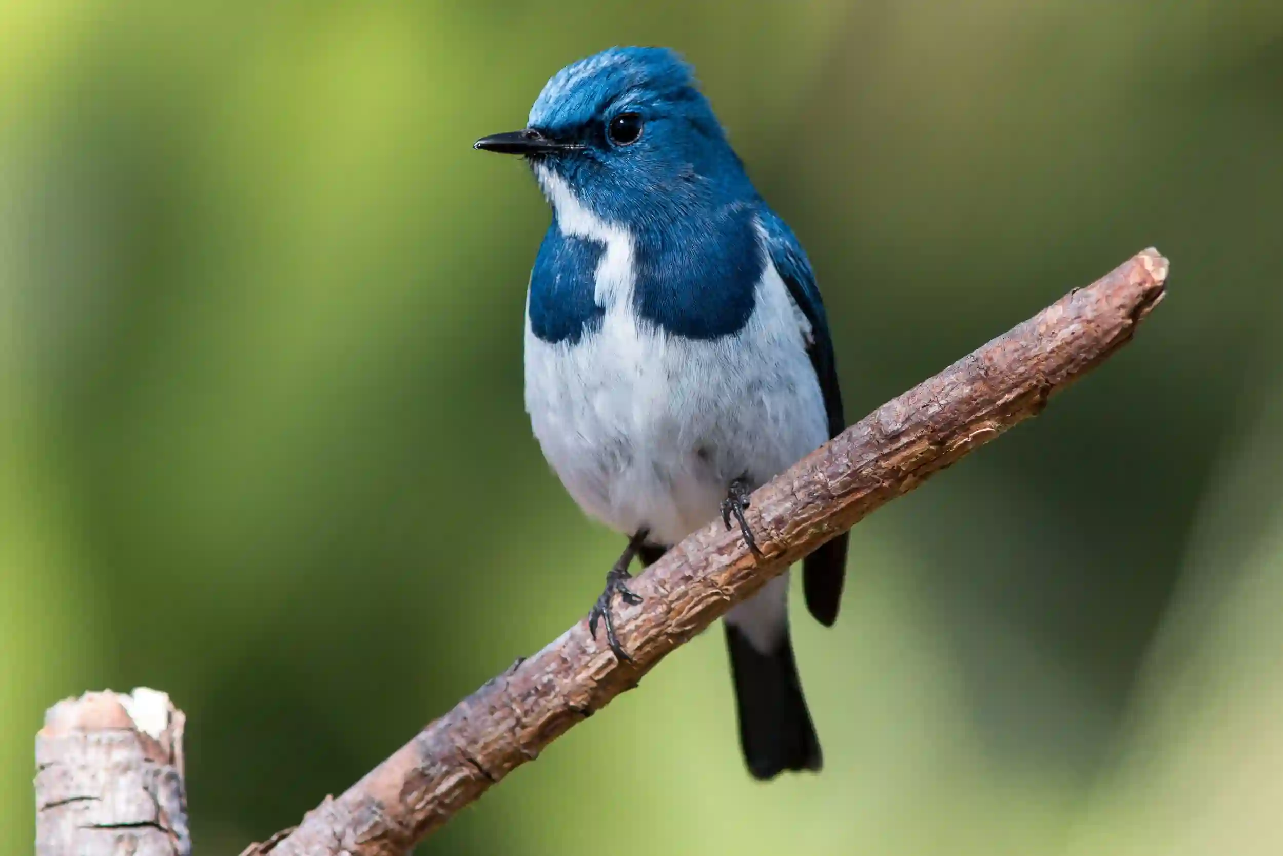 A blue and white bird on a branch